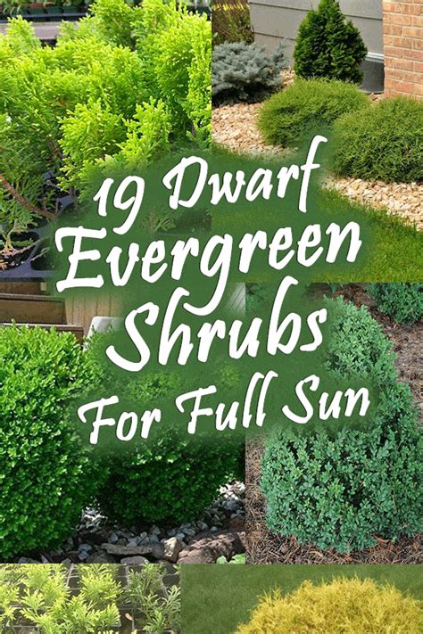 19 Dwarf Evergreen Shrubs For Full Sun