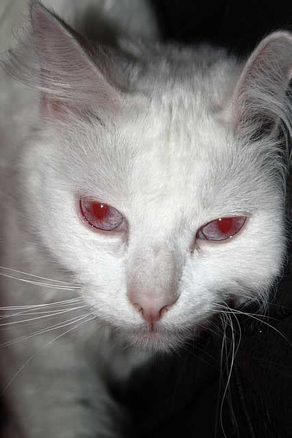 The Difference Between An Albino Cat And A White Cat Catster | atelier ...