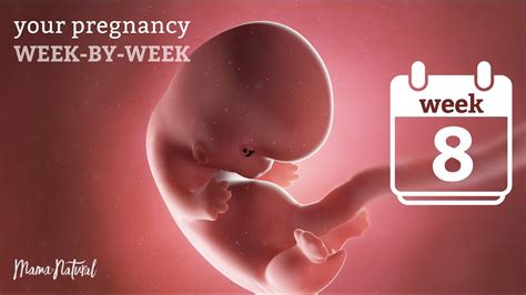 8 Weeks Pregnant - Natural Pregnancy Week-By-Week - YouTube