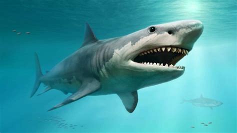 Research Reveals Megalodon Was Over 2x the Size of Modern Sharks