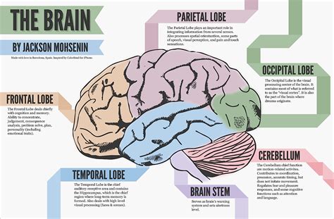 The Human Brain (full documentary) HD