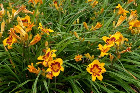 How to Grow and Care for Daylilies