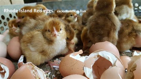 Rhode Island Red Fertile Hatching Eggs for Sale - Fresh/Fertile Eggs ...