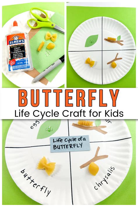 Butterfly Life Cycle Craft with Pasta: Creative Learning Fun!