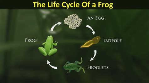 Life Cycle Of A Frog Tadpole