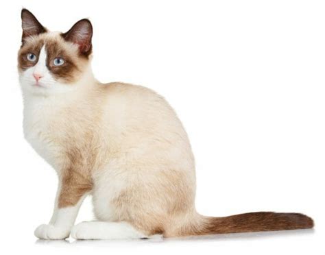 Snowshoe Cat Breed: Appearance, Personality, History, and Health Issues