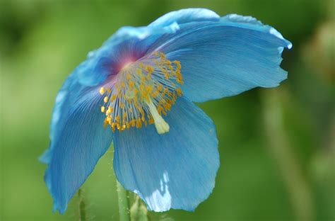 8 Types of Poppies You Should Know About