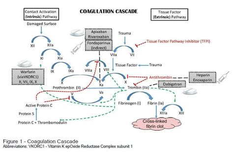 Anticoagulant Pharmacology | PM&R KnowledgeNow