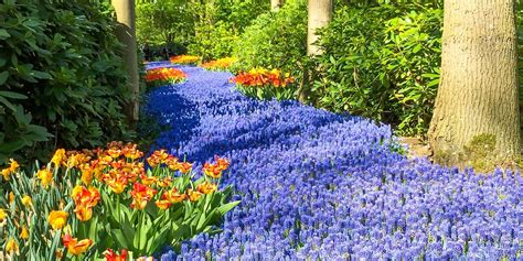 Keukenhof Tulip Gardens 2024 - Elsie Leelah