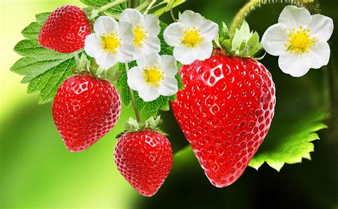 Strawberry | Description, Cultivation, Nutrition, Uses, Species, & Facts | Britannica