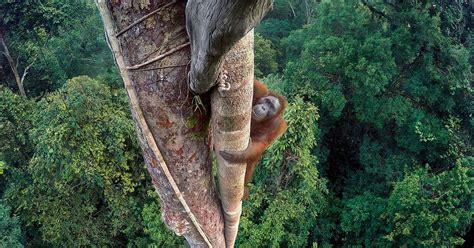 Wildlife Photographer of the Year: 2016's most incredible photos