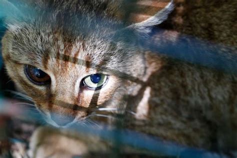 Mysterious Corsican 'cat-fox' revealed as unique species