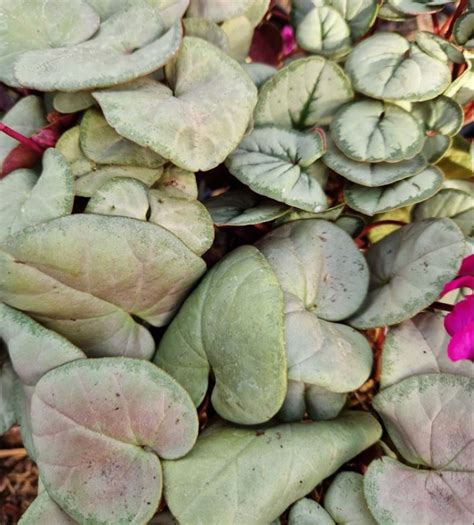 Cyclamen coum 'Silver Leaf' | Farmyard Nurseries