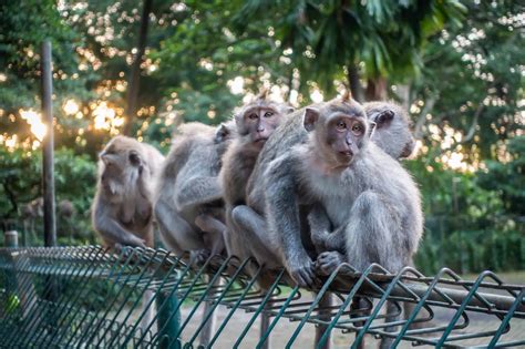 10 Important Tips For Visiting Ubud Monkey Forest