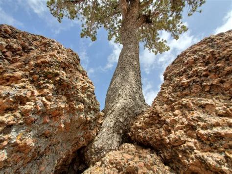 Tree in the Rock – Buford, Wyoming - Atlas Obscura