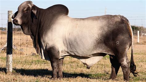 Australian food history timeline - Brahman cattle imported