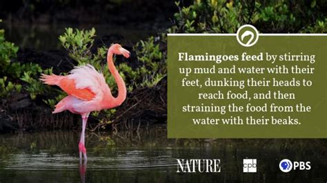 Flamingo Fact Sheet | Blog | Nature | PBS