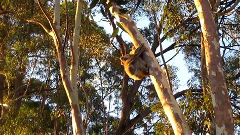 Koala Mating - YouTube