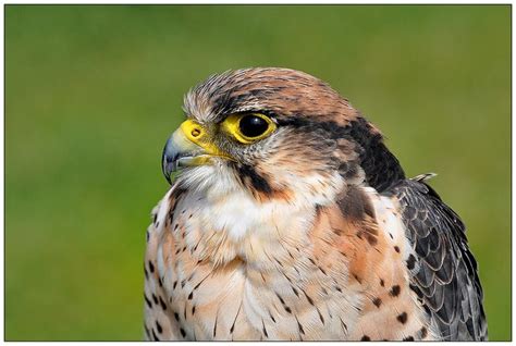 Lanner Falcon | Fascinating, Falcon, Birds