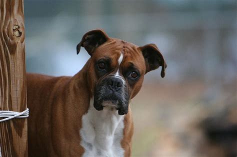 Boxer Dog Perfect HD Wallpapers 2013 ~ All About HD Wallpapers