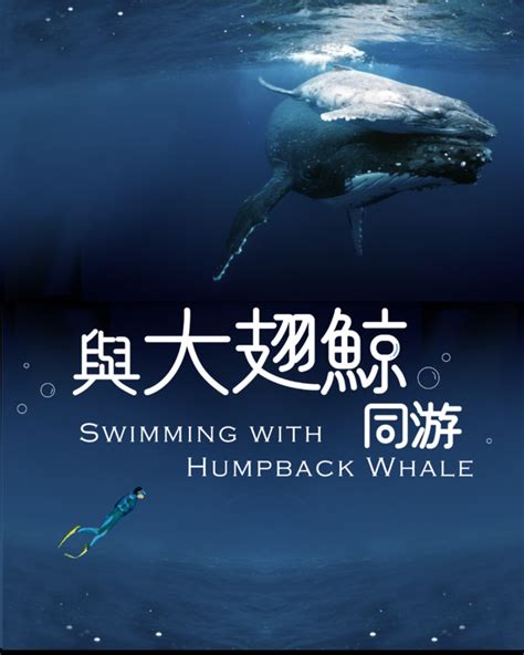 Swimming with Humpback Whale - FilmFreeway