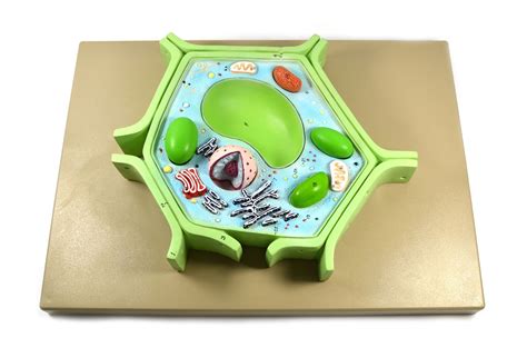 Eisco Labs 4 Part Plant Cell Model on base; chloroplast, mitochondrion ...