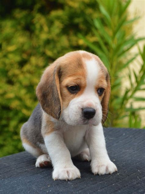 Download Adorable Beagle Puppy Smiling | Wallpapers.com