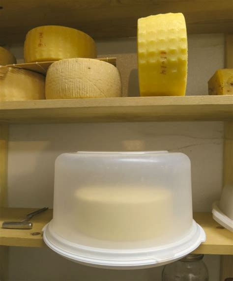 Bel Paese Recipe | Cheese making recipes, Cheese lover, Fresh cheese