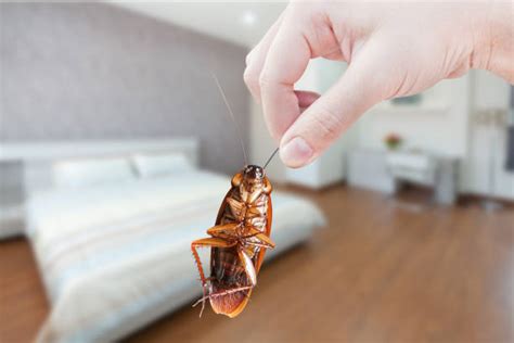 Get Rid of Roaches: Roach Killing Tips and Tricks