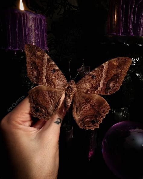 Black Witch Moth (Ascalapha Odorata) | Black witch moth, Brown moth ...