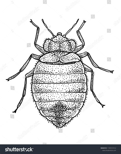 Bed Bug Illustration Drawing Engraving Ink Stock Vector (Royalty Free ...