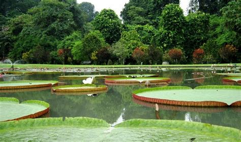 10 Tempat Wisata Di Bogor & Sekitarnya yang Murah Kebun Raya Bogor – Seputar Wisata