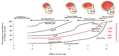 Evolution Of Nervous System - wayfarertips