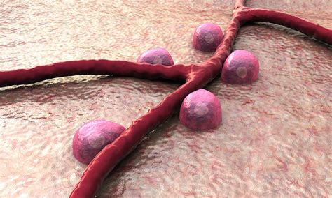 Aging and Beta Cell Function | Endocrinology Network