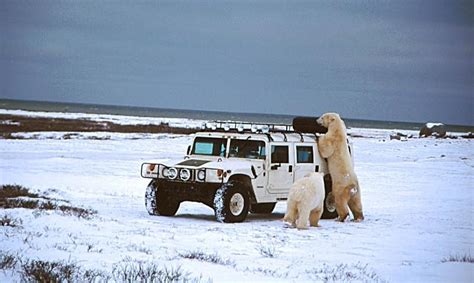 Polar Bear Photo #3 - ExploreNorth