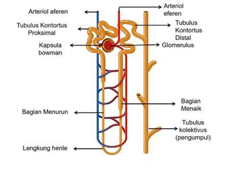 Sistem Ekskresi Struktur Ginjal Dan Proses Pembentukan Urine Biologi | Images and Photos finder