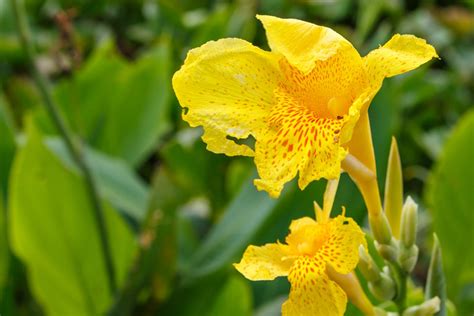 How Much To Feed Canna Lily Plants: A Guide To Fertilizing Canna Lilies