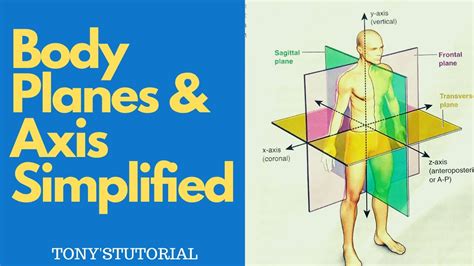 Coronal Sagittal Transverse Planes