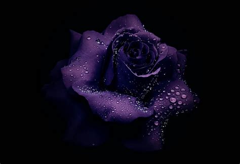 Purple Roses Pics Wallpapers - Infoupdate.org