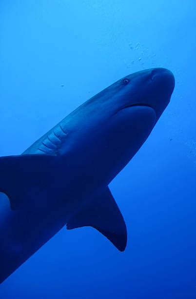 890+ Shark Gills Stock Photos, Pictures & Royalty-Free Images - iStock