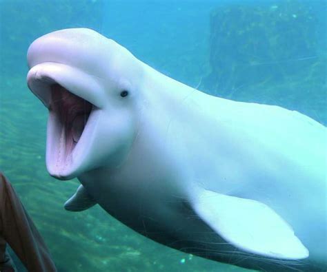 16 Beluga Whale Facts for Kids to Spark Their Curiosity – Facts For Kids