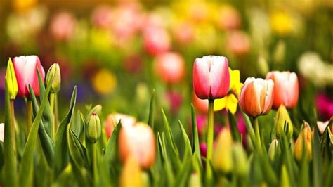 Spring tulip desktop wallpaper wallpaper hd new. | Spring desktop ...