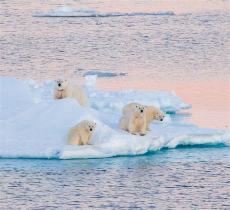 Cruise East Greenland to Explore World's Largest Fjord & National Park