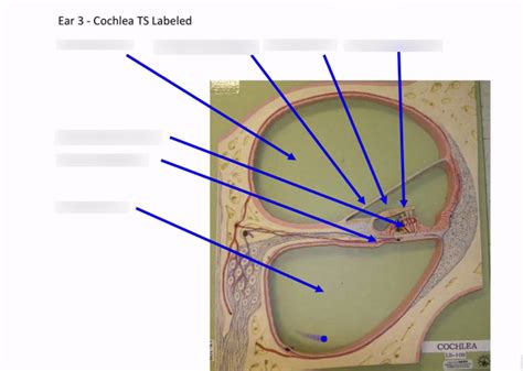 EAR 3 COCHLEA TS LABELED Diagram | Quizlet