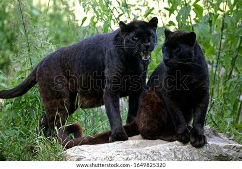 Black Panther Panthera Pardus Adults Standing Stock Photo 1649825320 ...