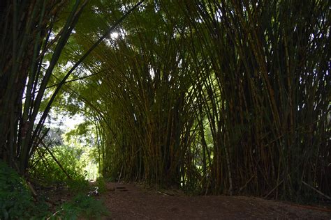 Hawaii Tubing in an Old Sugar Cane Plantation | www.sweetteasweetie.com - Sweet Tea Sweetie