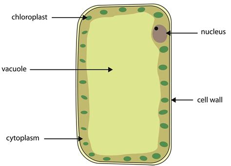 Animal Cell Diagram Central Vacuole - Introduction to Cells, Cheek Cell and Onion Cell Lab ...