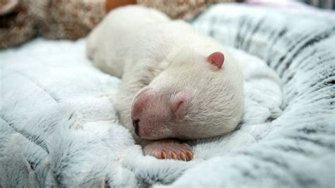 See an Adorable Polar Bear Cub Dream as It Slumbers at an Ohio Zoo - ABC News