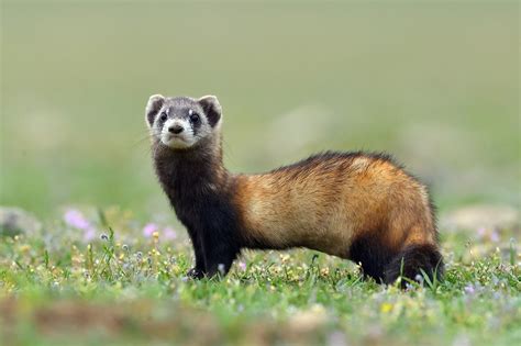 Ferret History - Where Did They Come From?