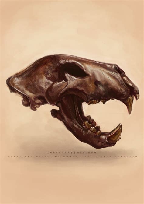 American Lion skull by Ana Gomes | Skull reference, American lion ...